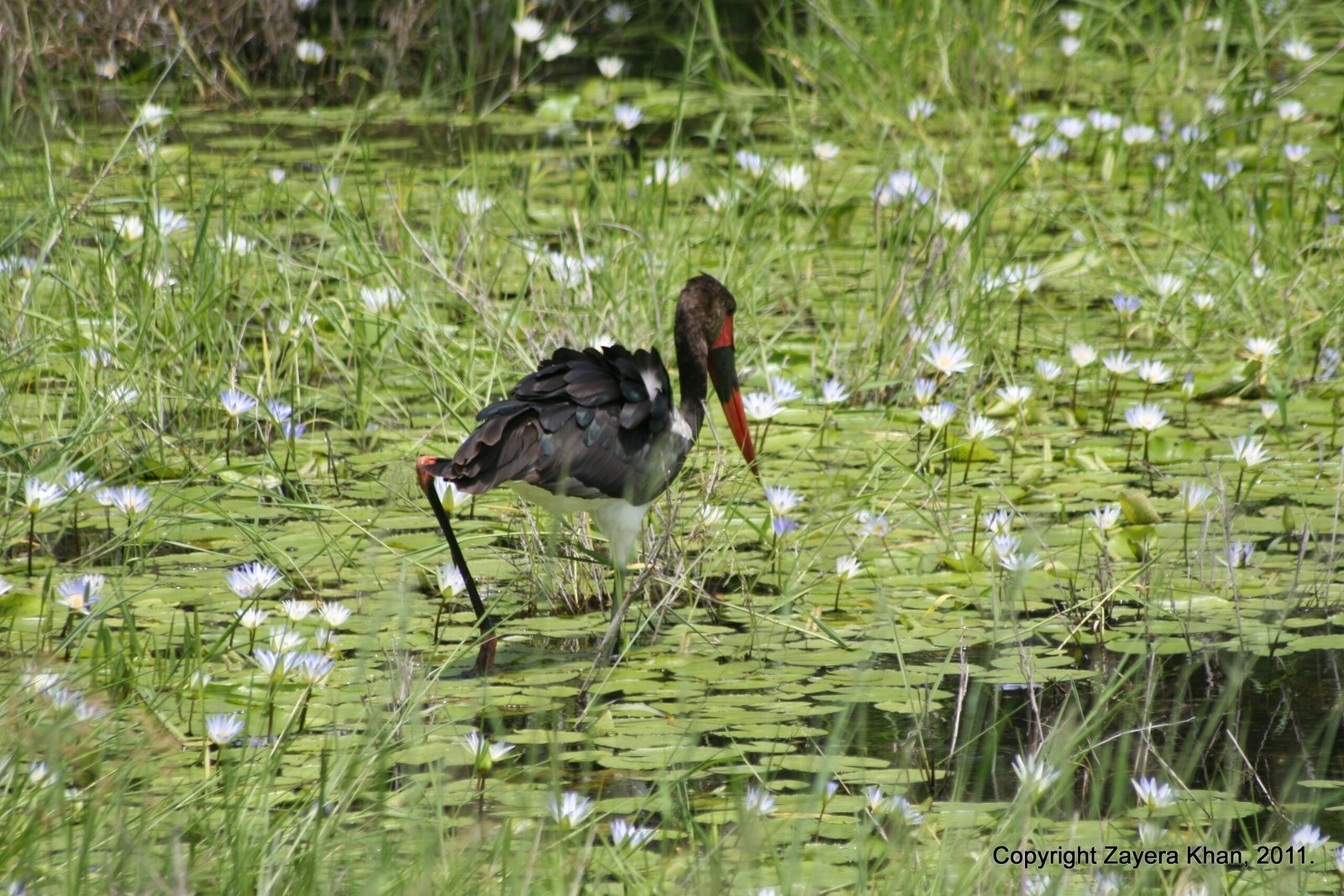 A saddle-billed stork walks through a pond with white flowers near Hoedspruit.