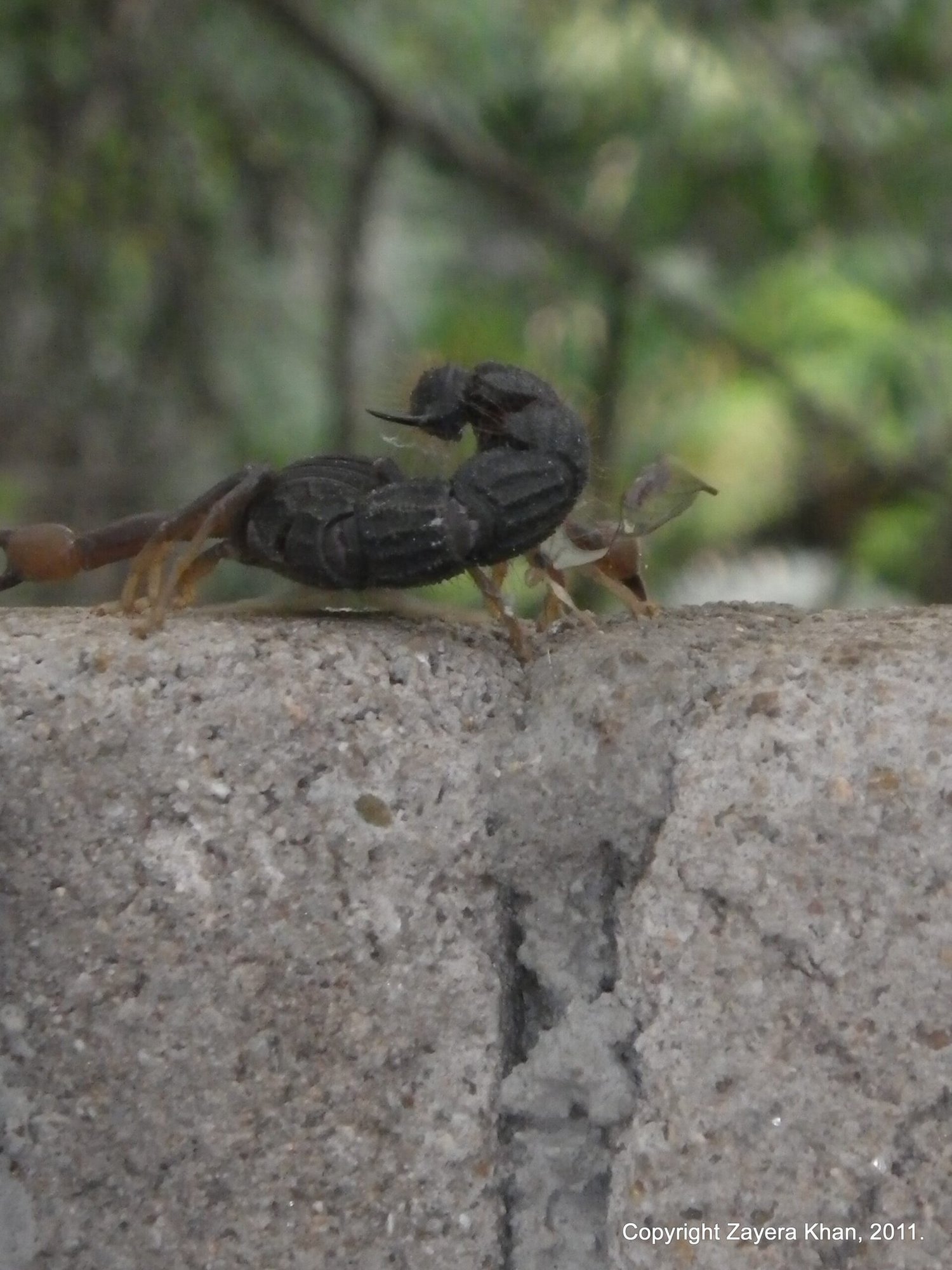 A black scorpion walks along the top of a stone wall near Hoedspruit, South Africa.