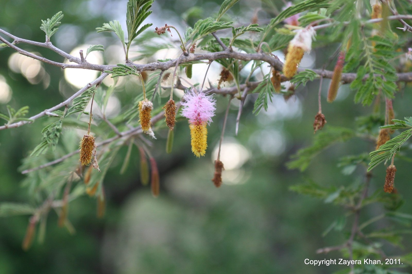 Pink and yellow flowers hang from a thorny bush near Hoedspruit, South Africa.