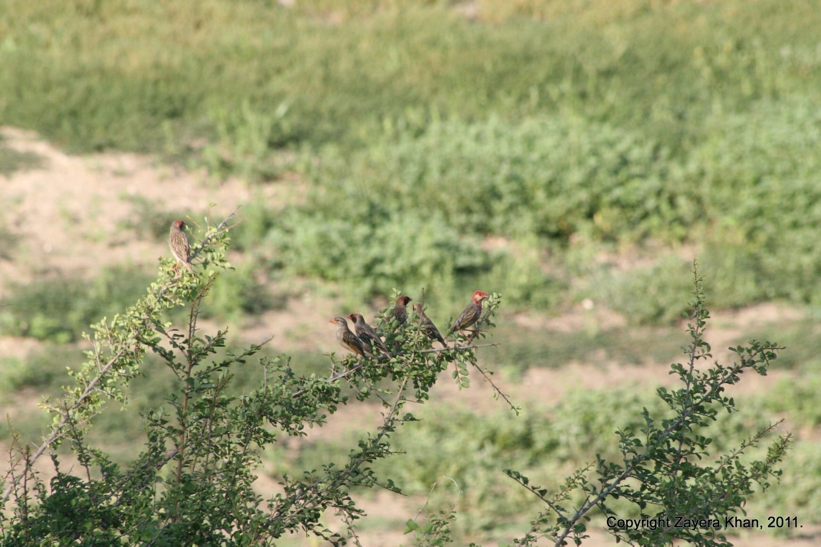 Small birds sit in a thorny bush in the bush near Hoedspruit.