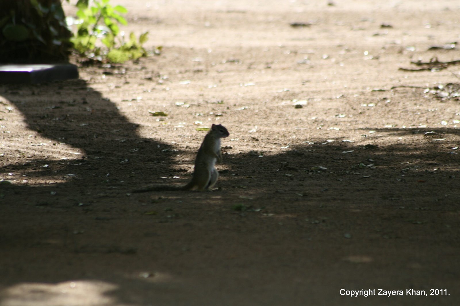 A small squirrel sits on a sandy path in the shade near Hoedspruit.