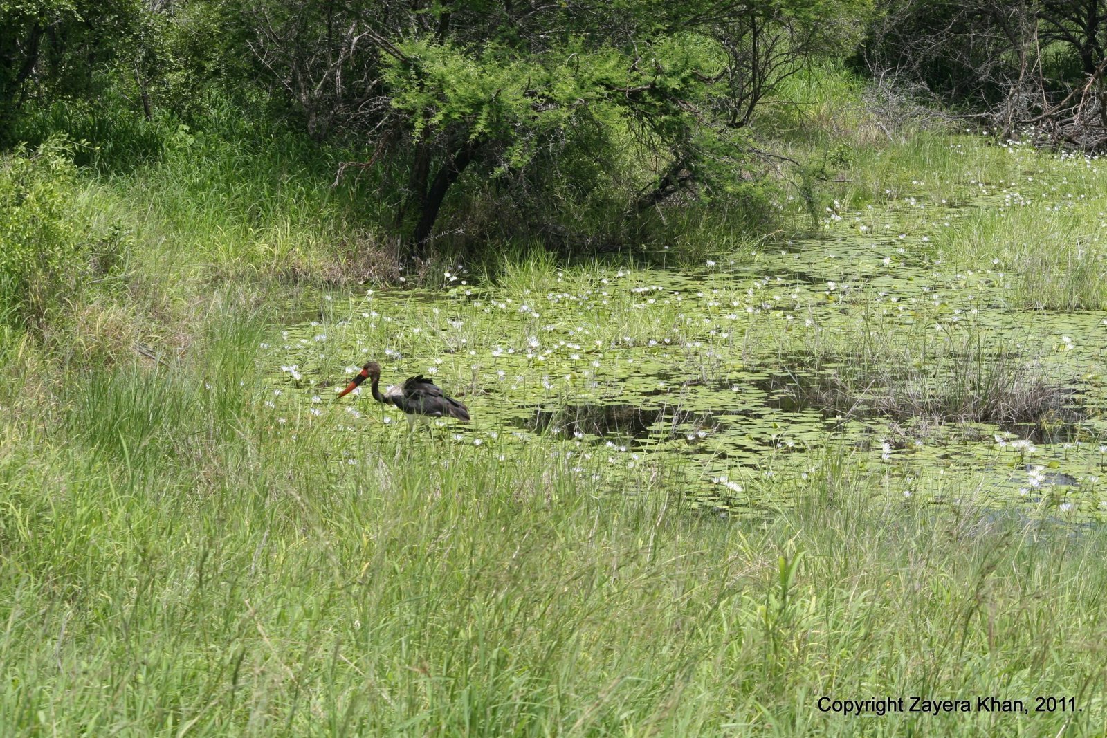 A stork stands in a pond with water lilies near Hoedspruit.