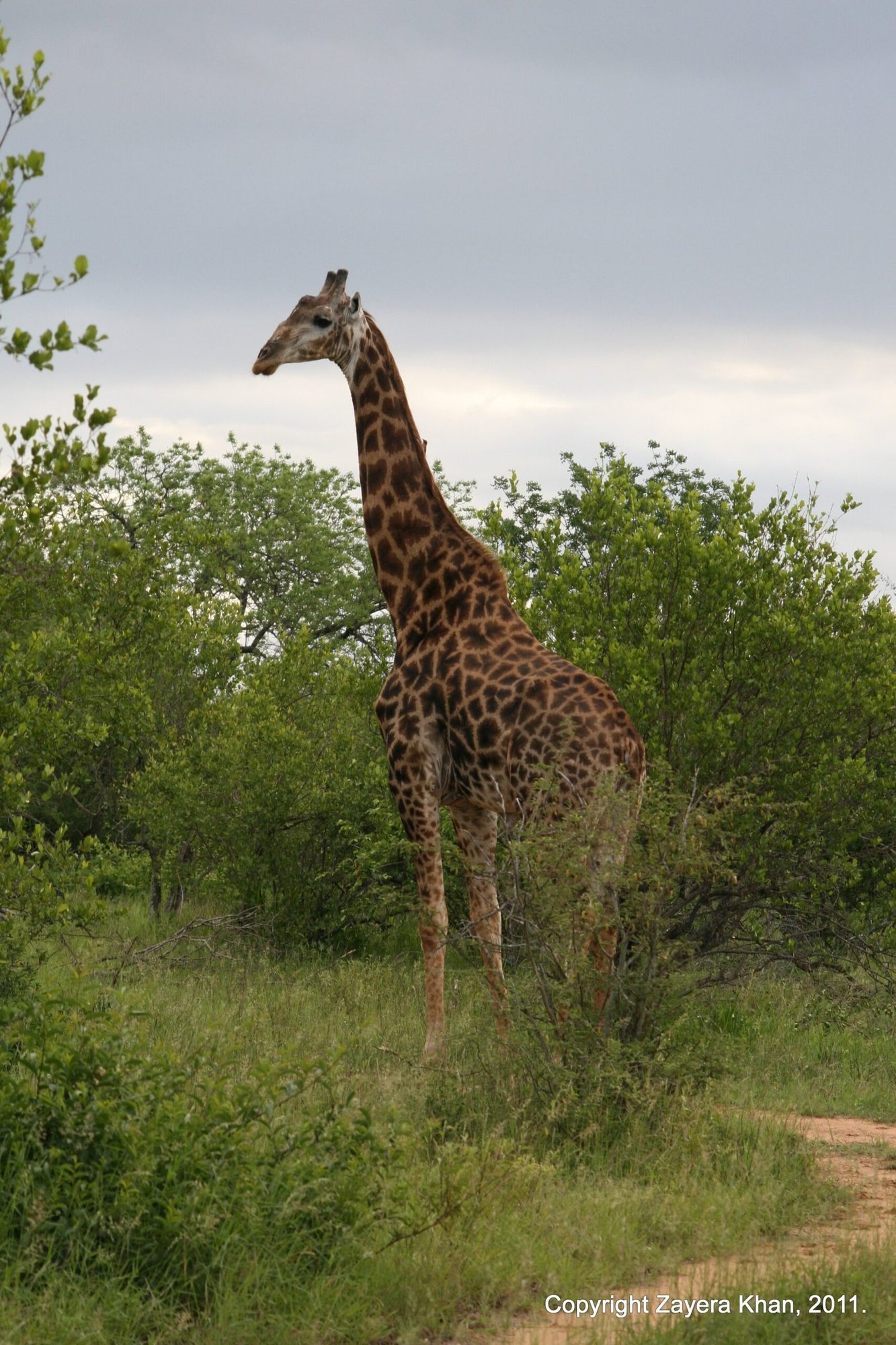 A tall giraffe stands among green bushes near Hoedspruit.