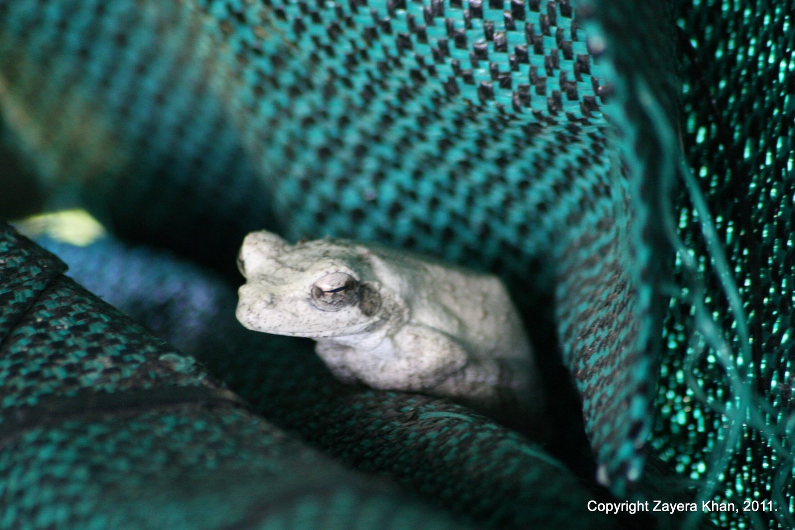 A pale tree frog sits inside a green net bag near Hoedspruit.