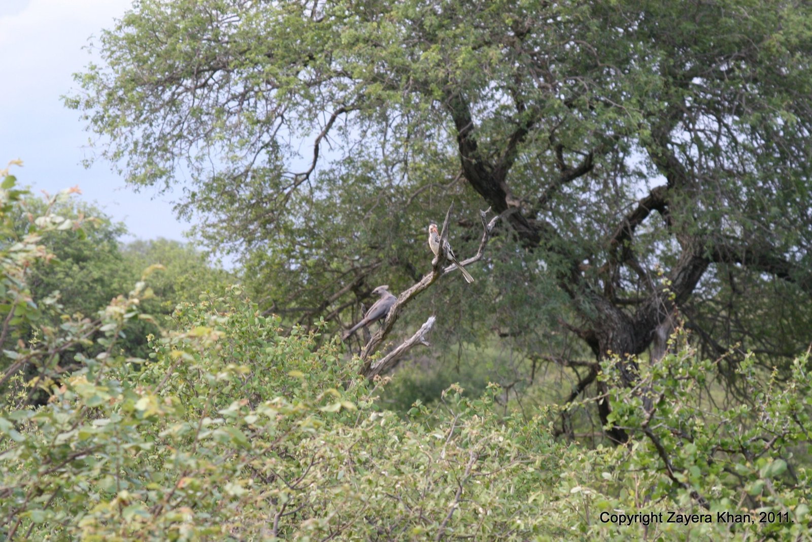 A large tree with a bird stands in the bush near Hoedspruit.