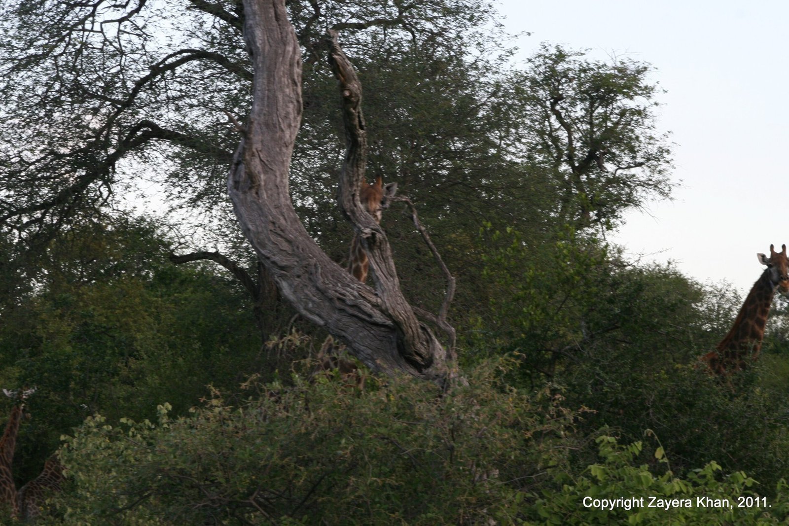 A twisted tree stands in dark bush with a giraffe at the edge near Hoedspruit.