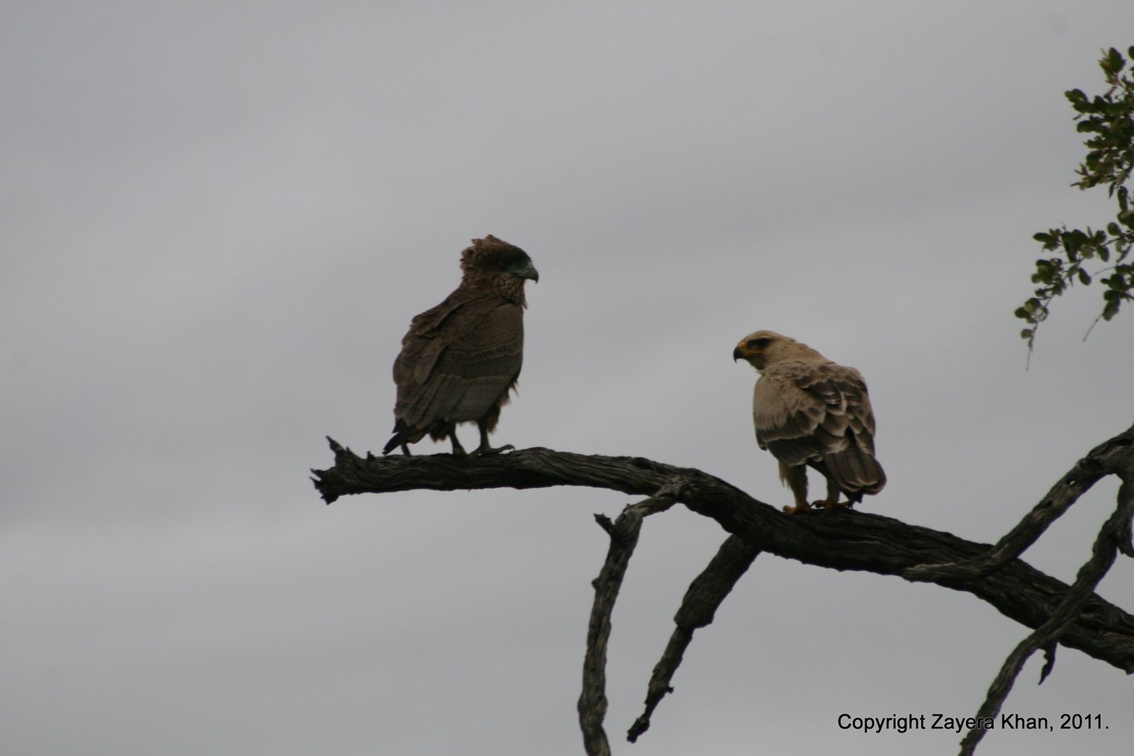 Two brown birds of prey sit on a bare branch near Hoedspruit, South Africa.
