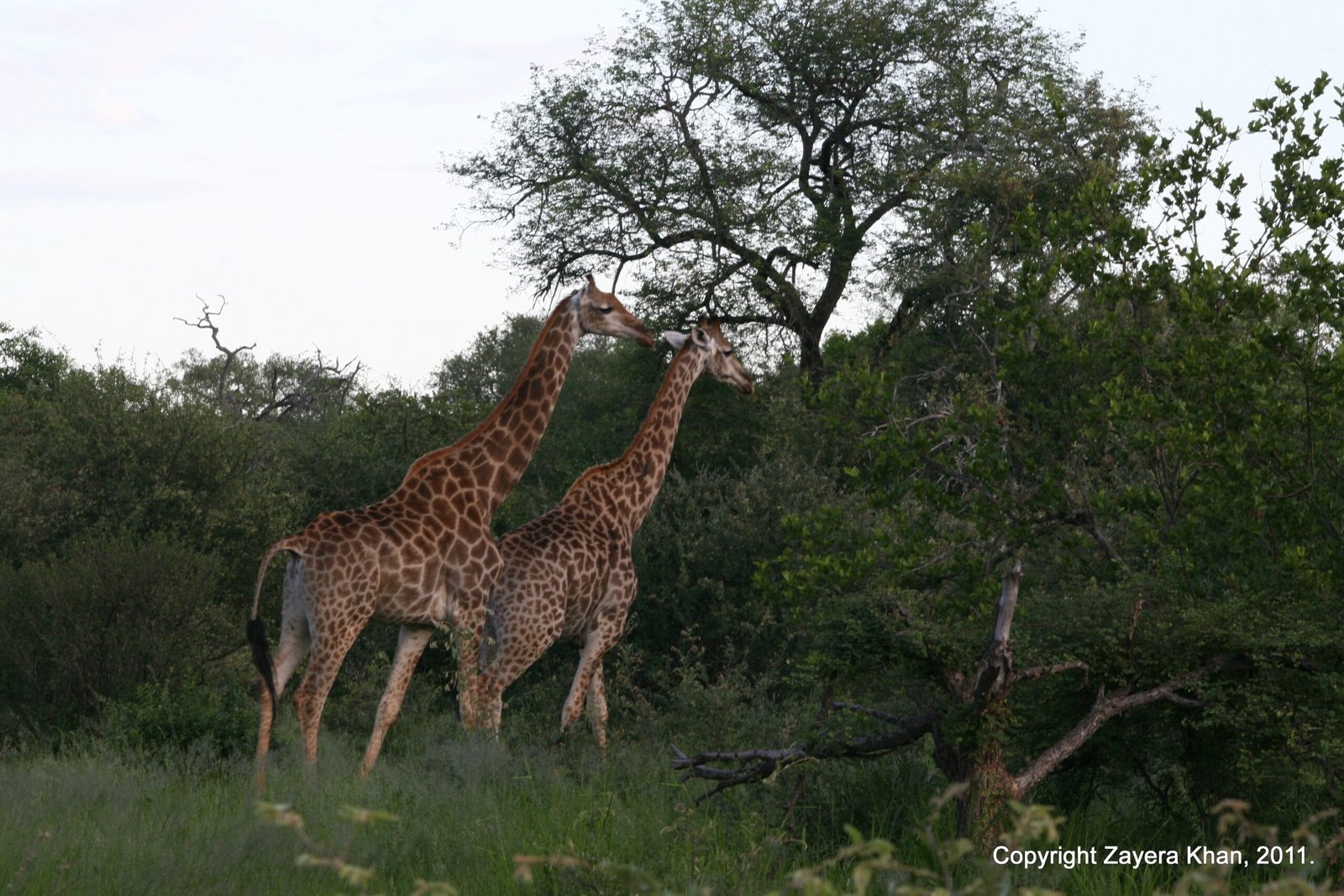 Two giraffes walk past tall trees near Hoedspruit, South Africa.
