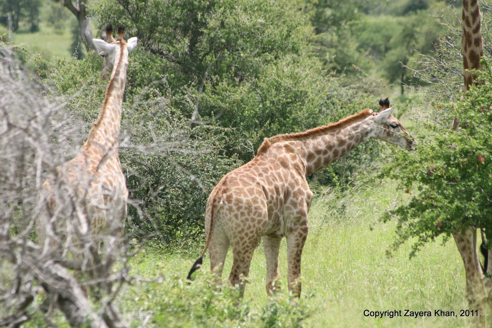 Two giraffes feed among trees and bushes near Hoedspruit.