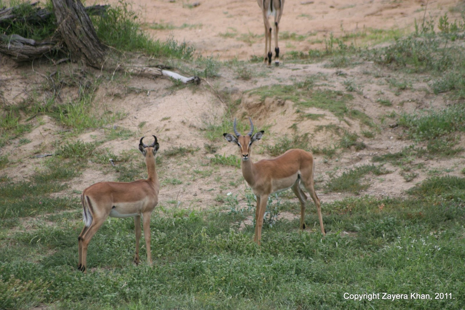 Two impalas stand in a sandy clearing and look at the camera near Hoedspruit.