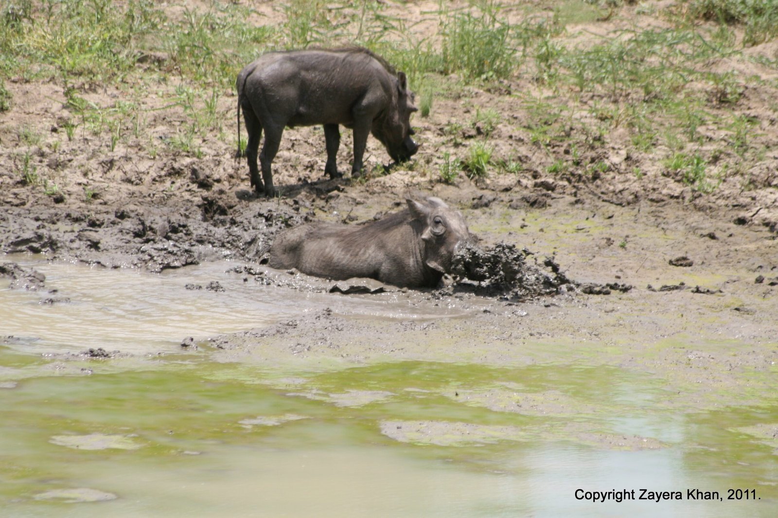 Two warthogs stand and lie at a muddy wallow near Hoedspruit, South Africa.
