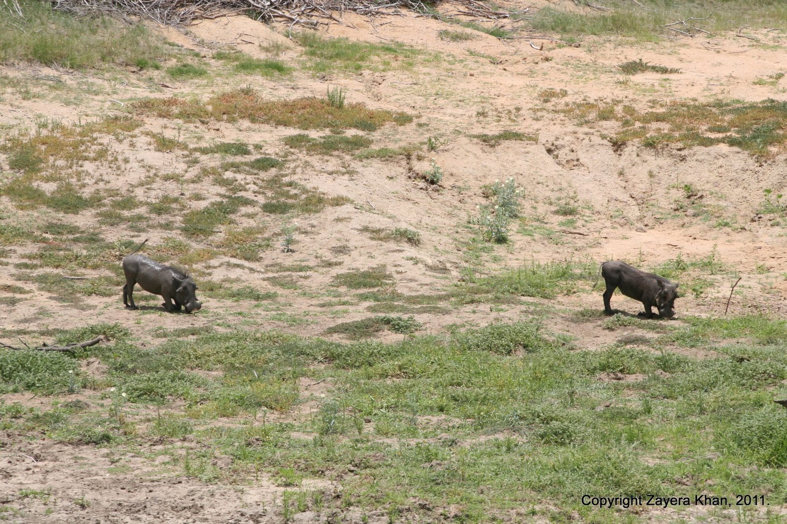 Two warthogs graze on a sandy slope near Hoedspruit.