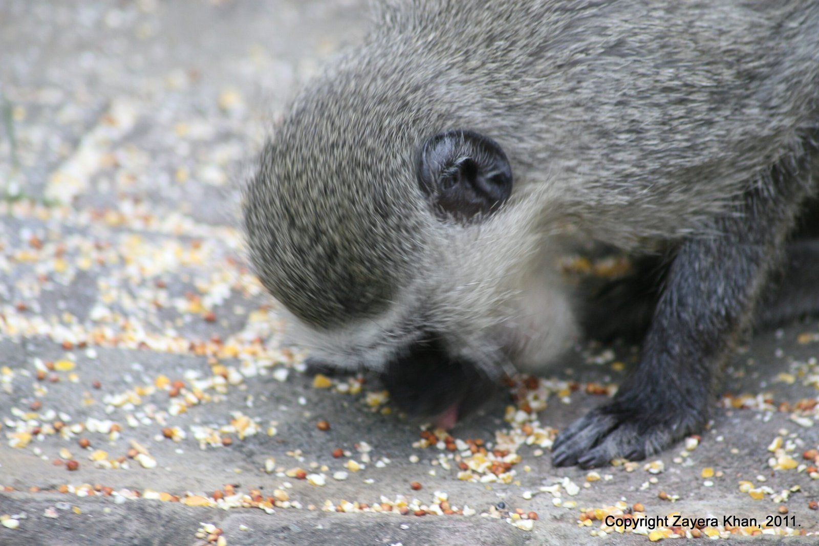 A vervet monkey eats seeds from the ground at the camp near Hoedspruit.