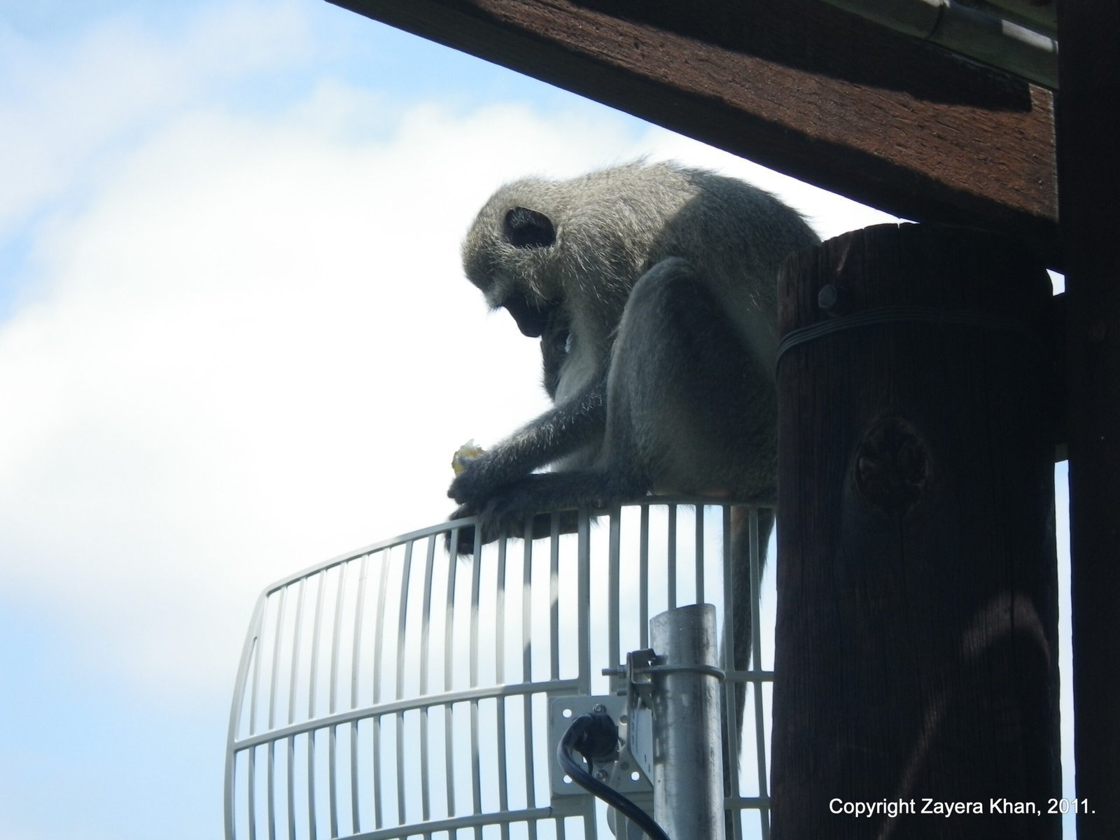 A vervet monkey sits on a wire antenna under a roof at the camp near Hoedspruit.