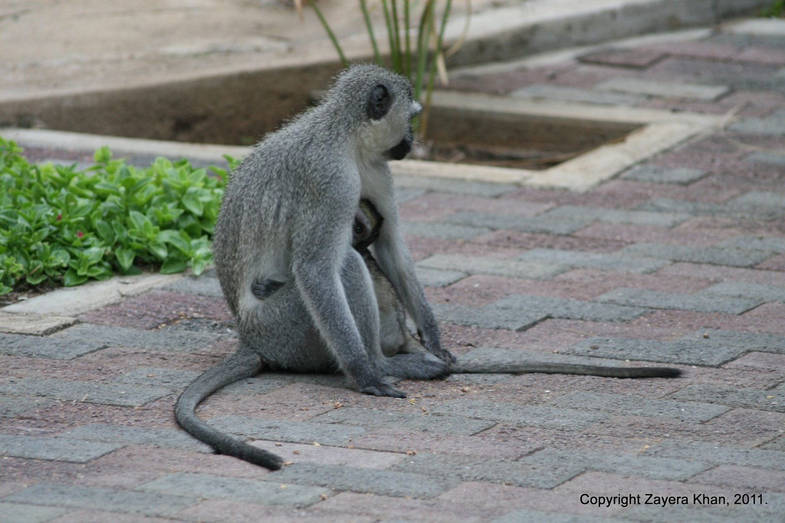 A vervet monkey with a baby sits on paving at the camp near Hoedspruit.