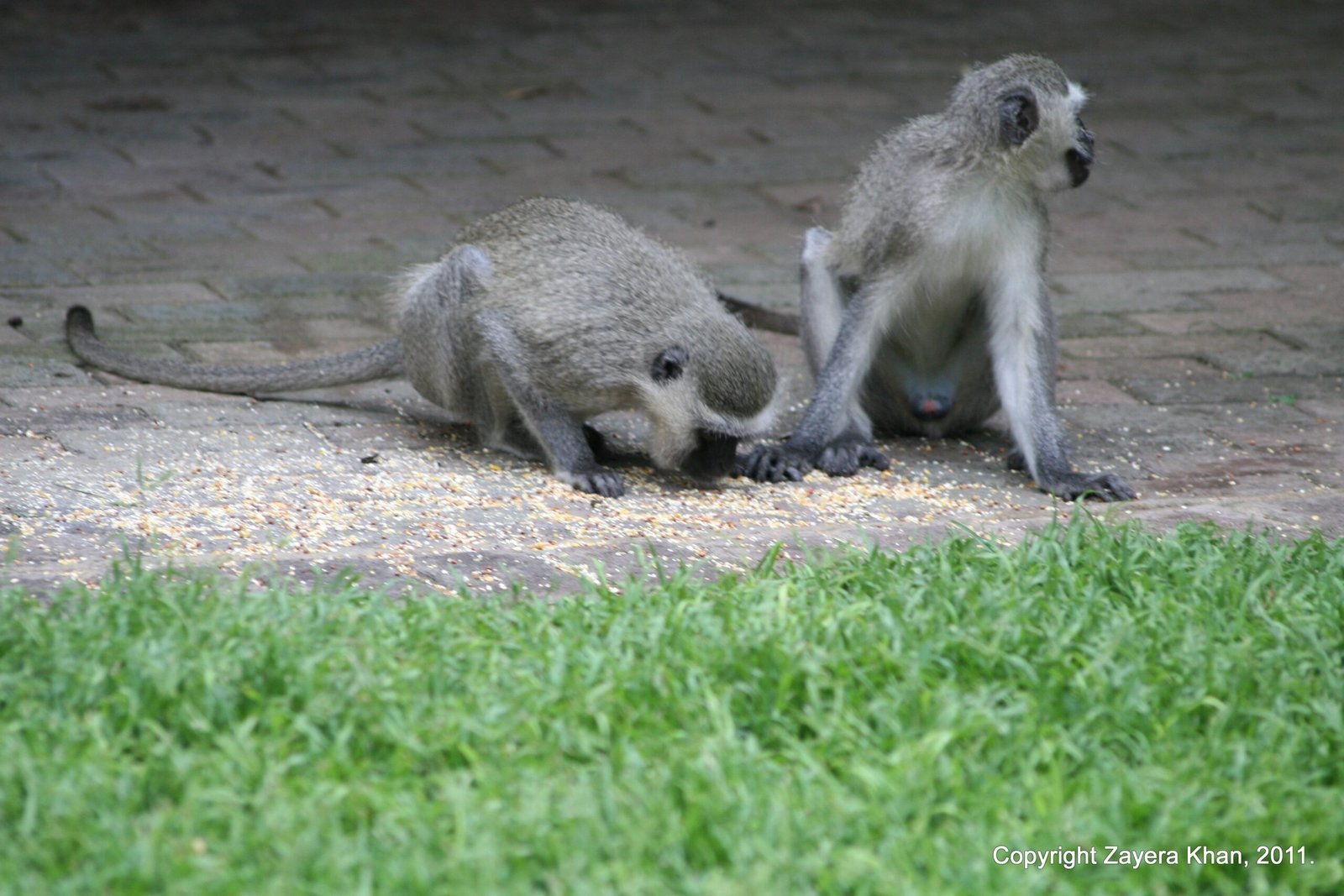 Two vervet monkeys sit on paving stones at the camp near Hoedspruit.