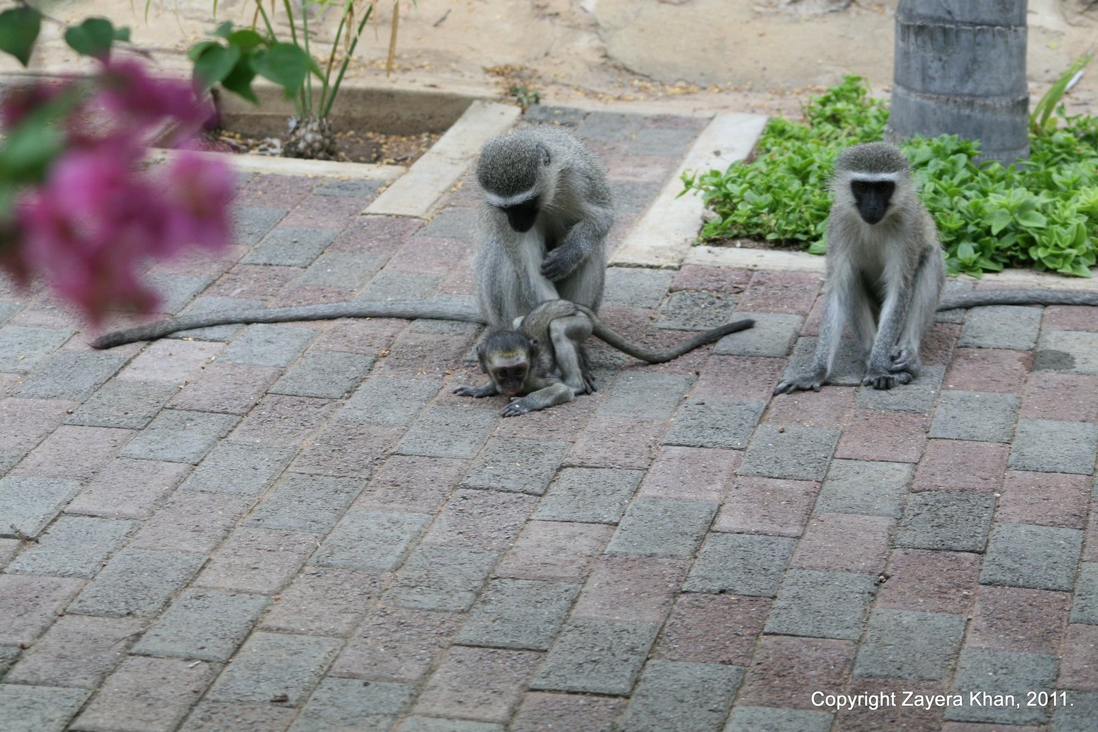 Two vervet monkeys sit on a brick path with a baby monkey near Hoedspruit, South Africa.
