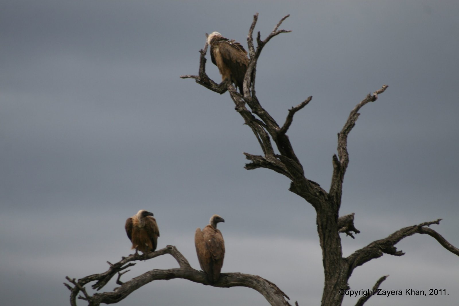 Vultures sit in the bare branches of a dead tree near Hoedspruit, South Africa.