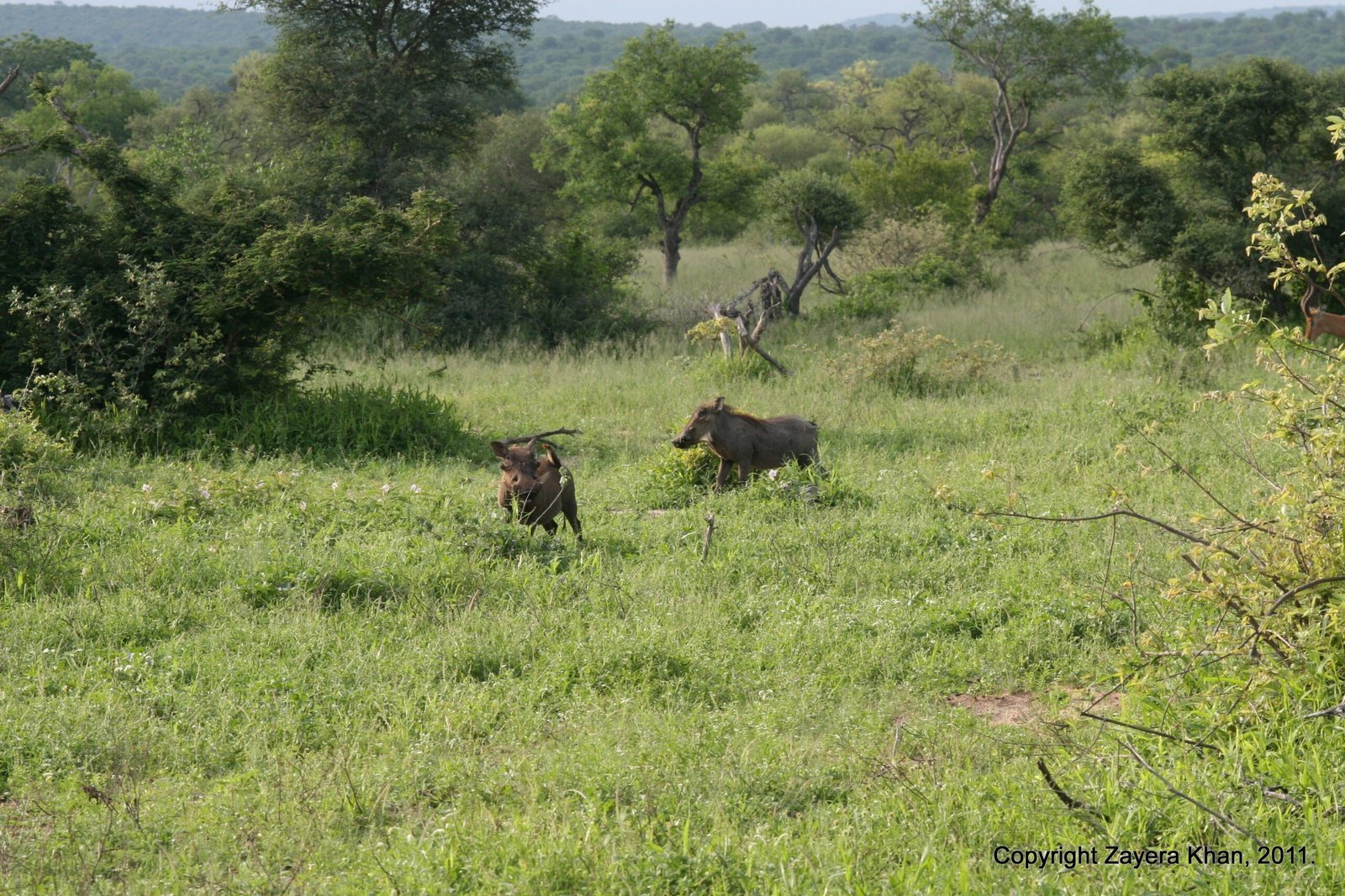 A warthog and a wildebeest feed in green grass near Hoedspruit.