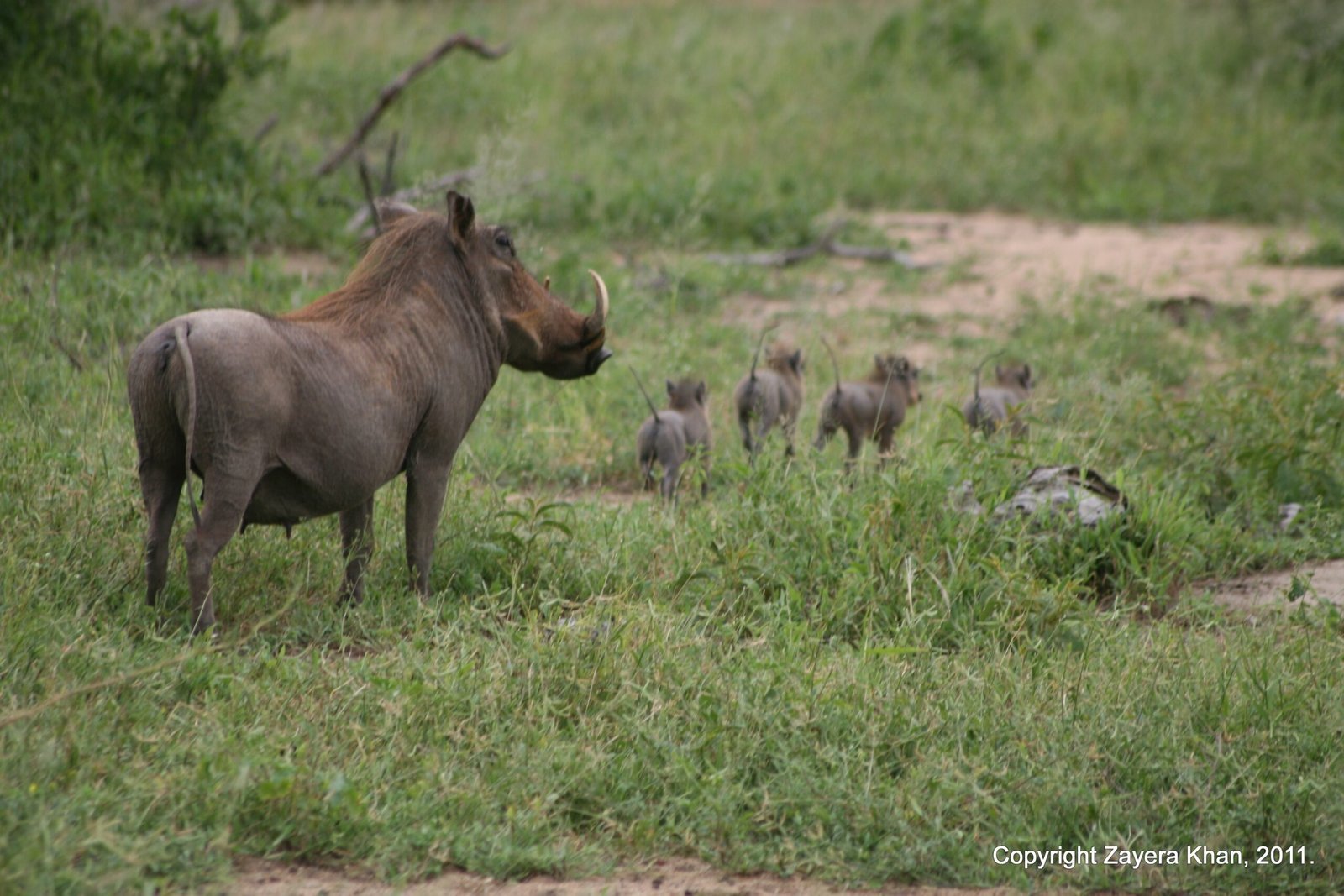 A warthog stands near its young in a green clearing near Hoedspruit.