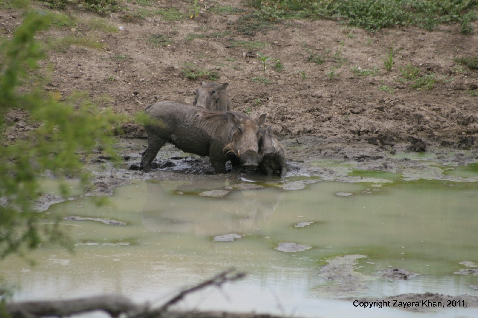 A warthog drinks at a muddy waterhole in the bush near Hoedspruit, South Africa.