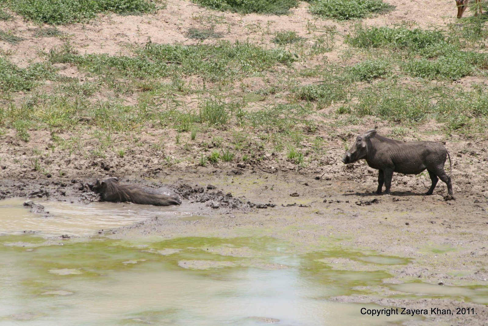 A warthog stands by a waterhole while another lies in the mud near Hoedspruit.