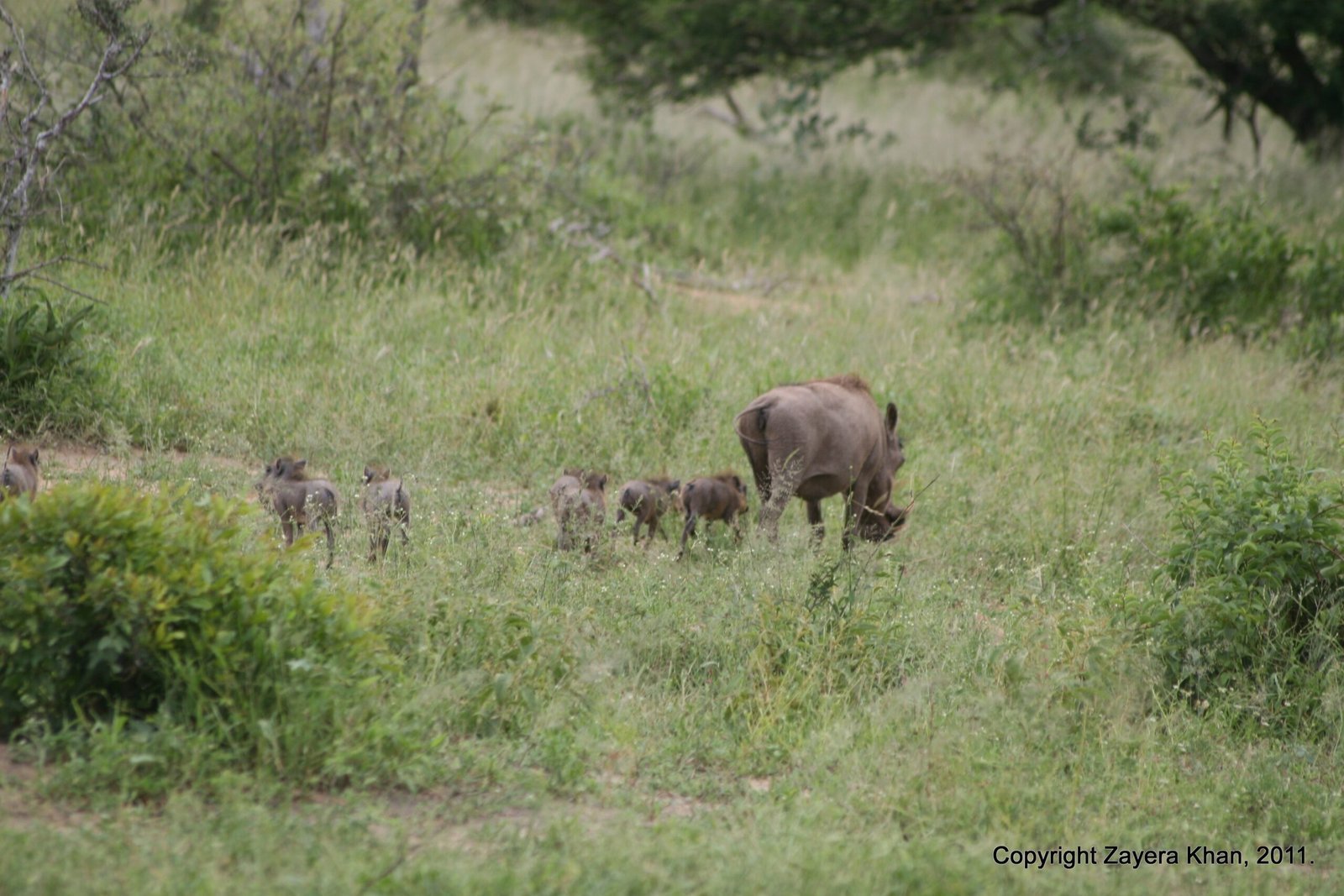 A warthog family grazes in green grass in the bush near Hoedspruit.