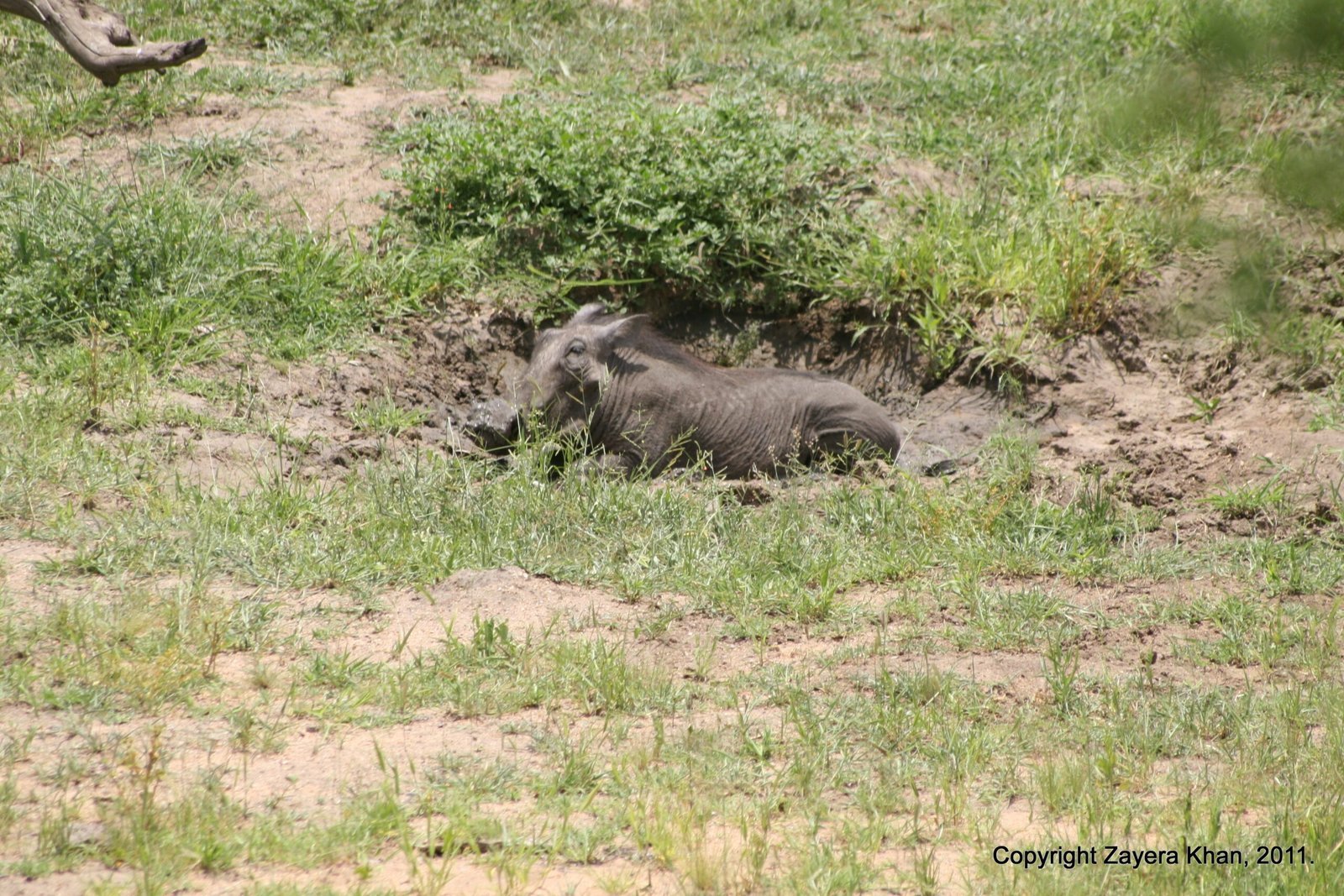 A warthog lies in a dusty hollow in the grass near Hoedspruit.