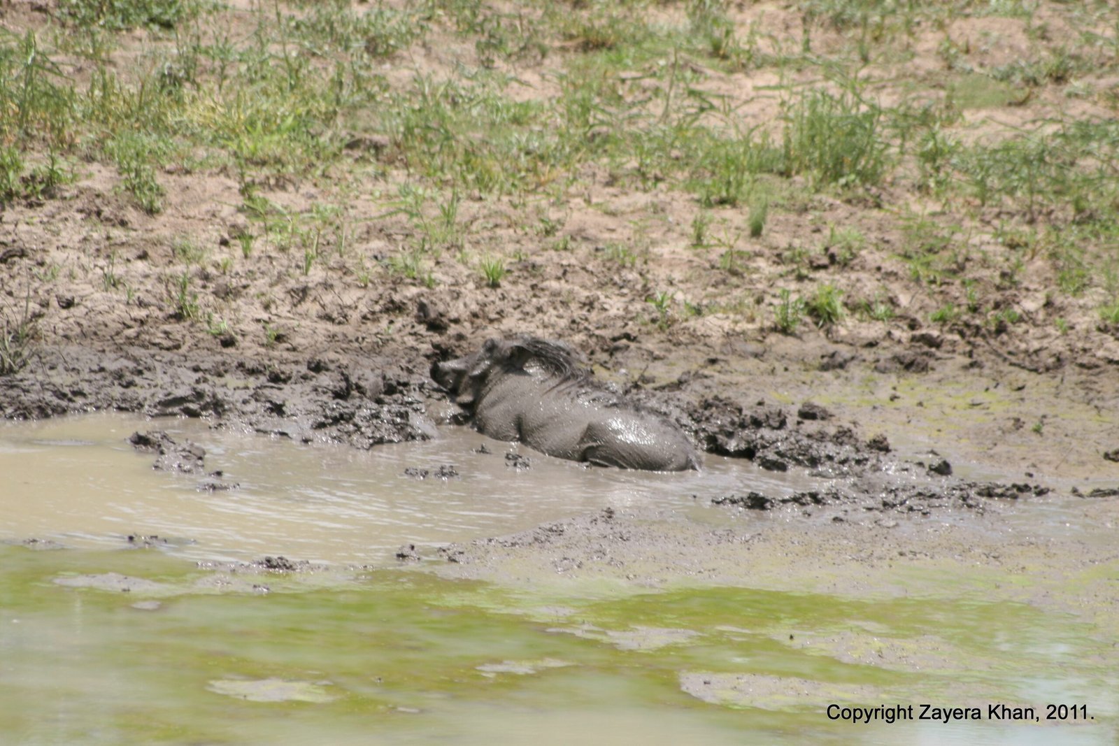 A warthog lies in a mud wallow next to a green pool near Hoedspruit.
