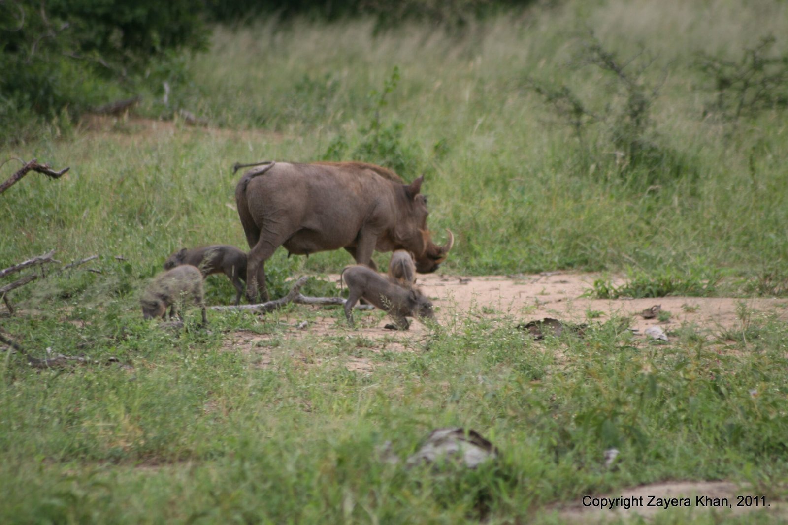 A warthog mother and her piglets feed in green grass near Hoedspruit.