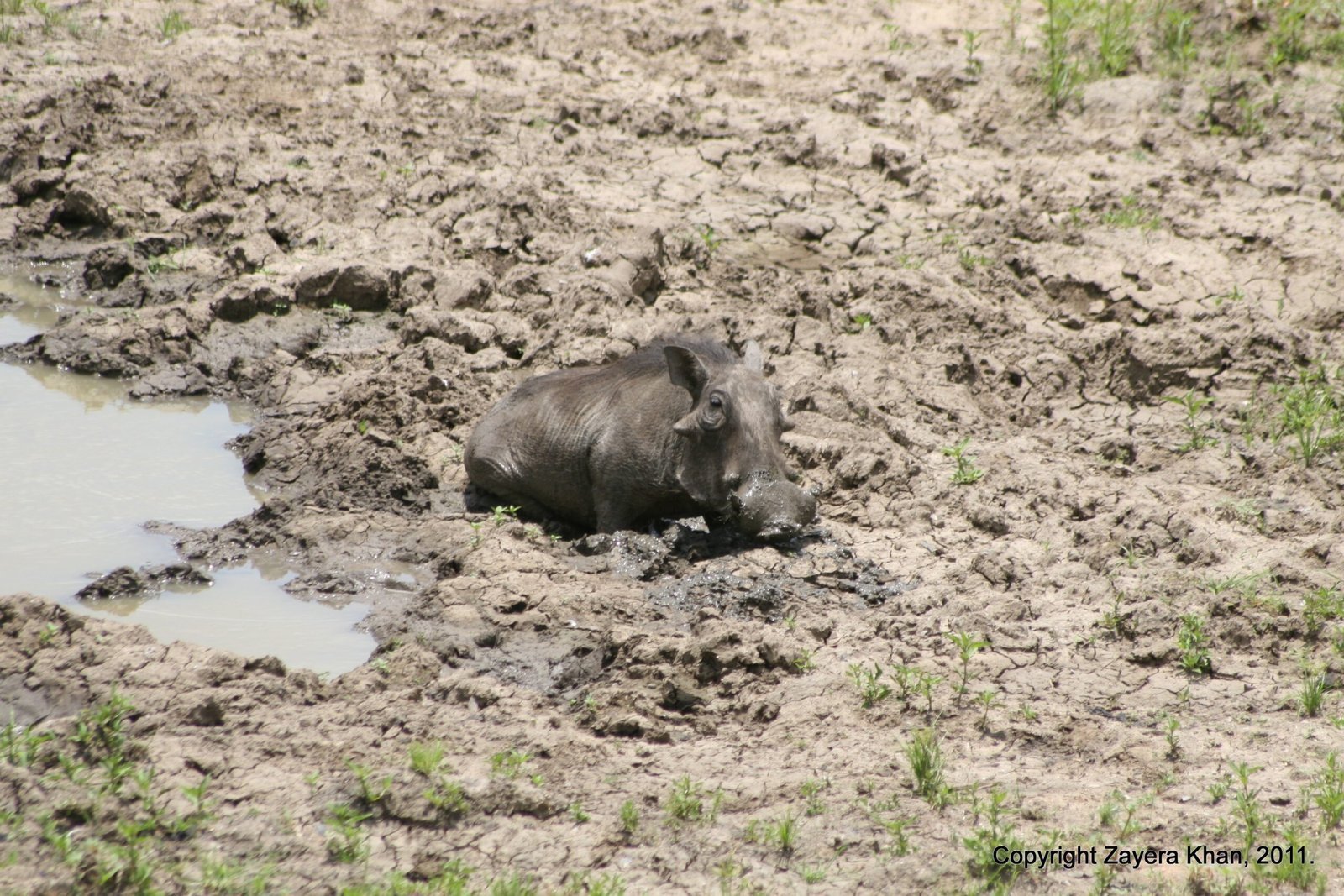 A warthog rests in dry mud by a small pool near Hoedspruit.