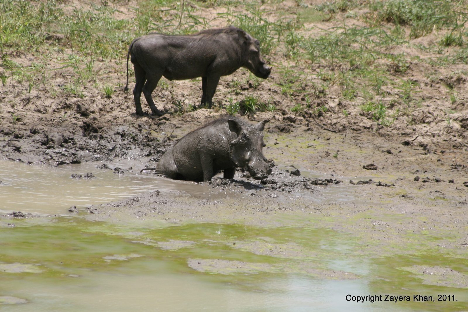 Two warthogs rest at a muddy pool near Hoedspruit, South Africa.