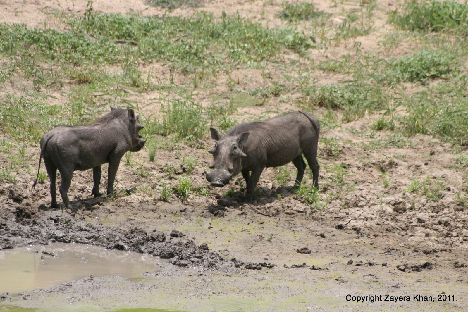 Two warthogs stand face to face by a muddy pool near Hoedspruit.
