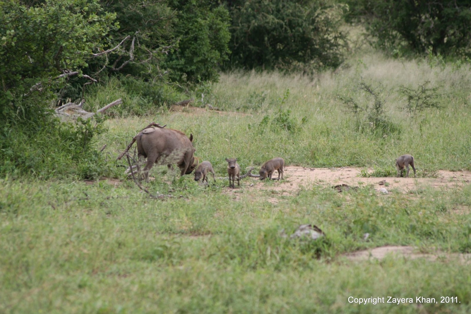 A warthog and its young feed in an open clearing near Hoedspruit.