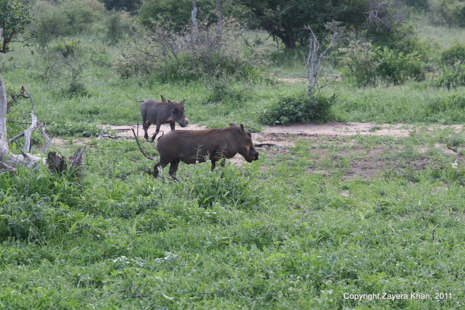 Warthogs feed in green bush with dead wood near Hoedspruit.