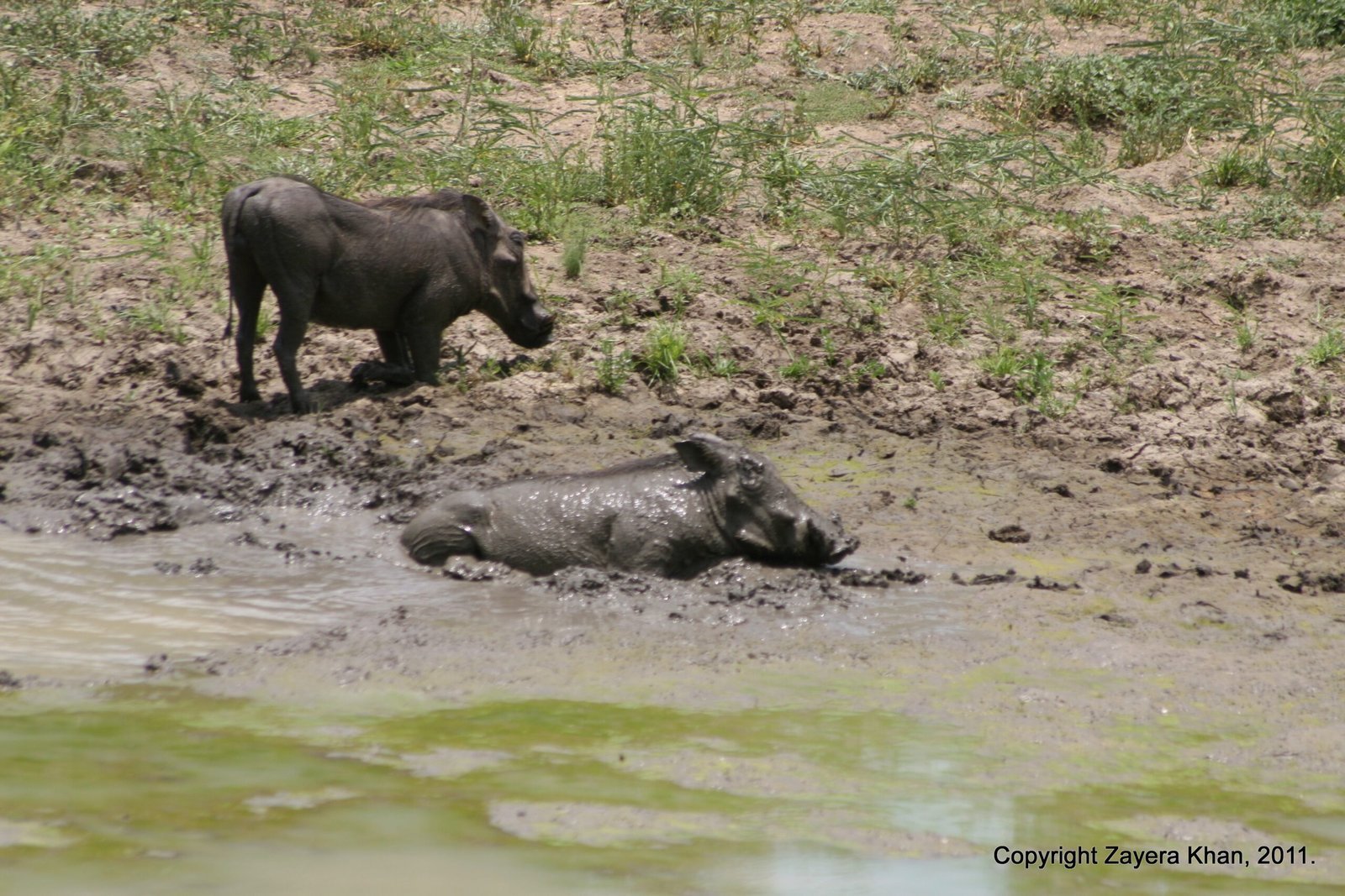 One warthog stands while another lies in a mud bath near Hoedspruit.