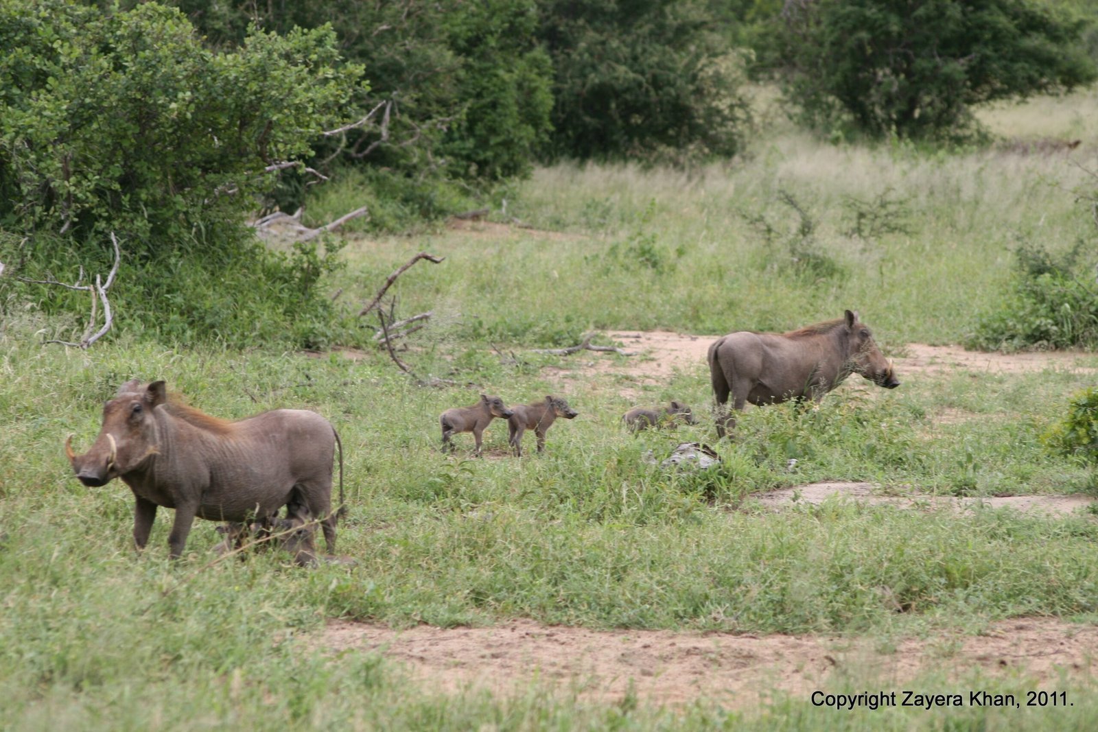 Warthogs and their young feed on green grass near Hoedspruit.