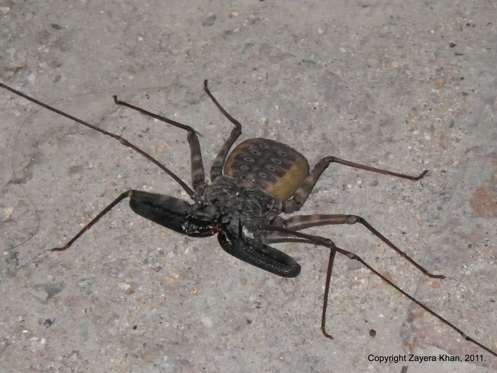 A whip spider with long legs sits on a concrete floor near Hoedspruit, South Africa.