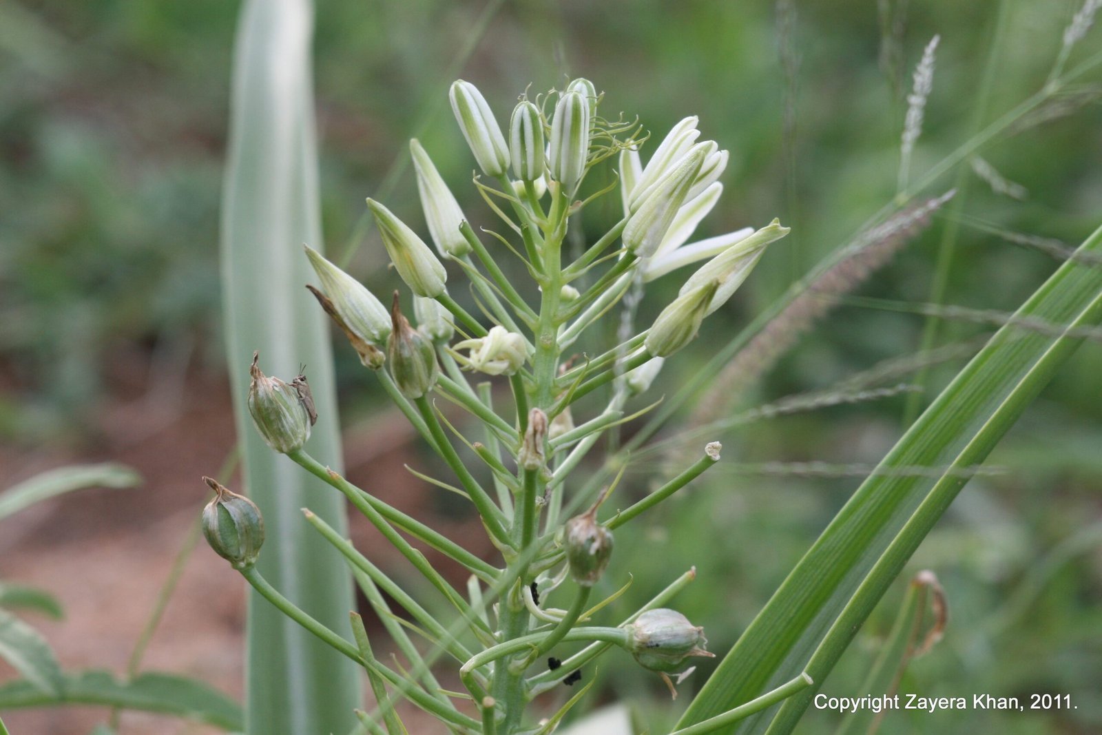 Small white flowers grow on a green stem in the bush near Hoedspruit.