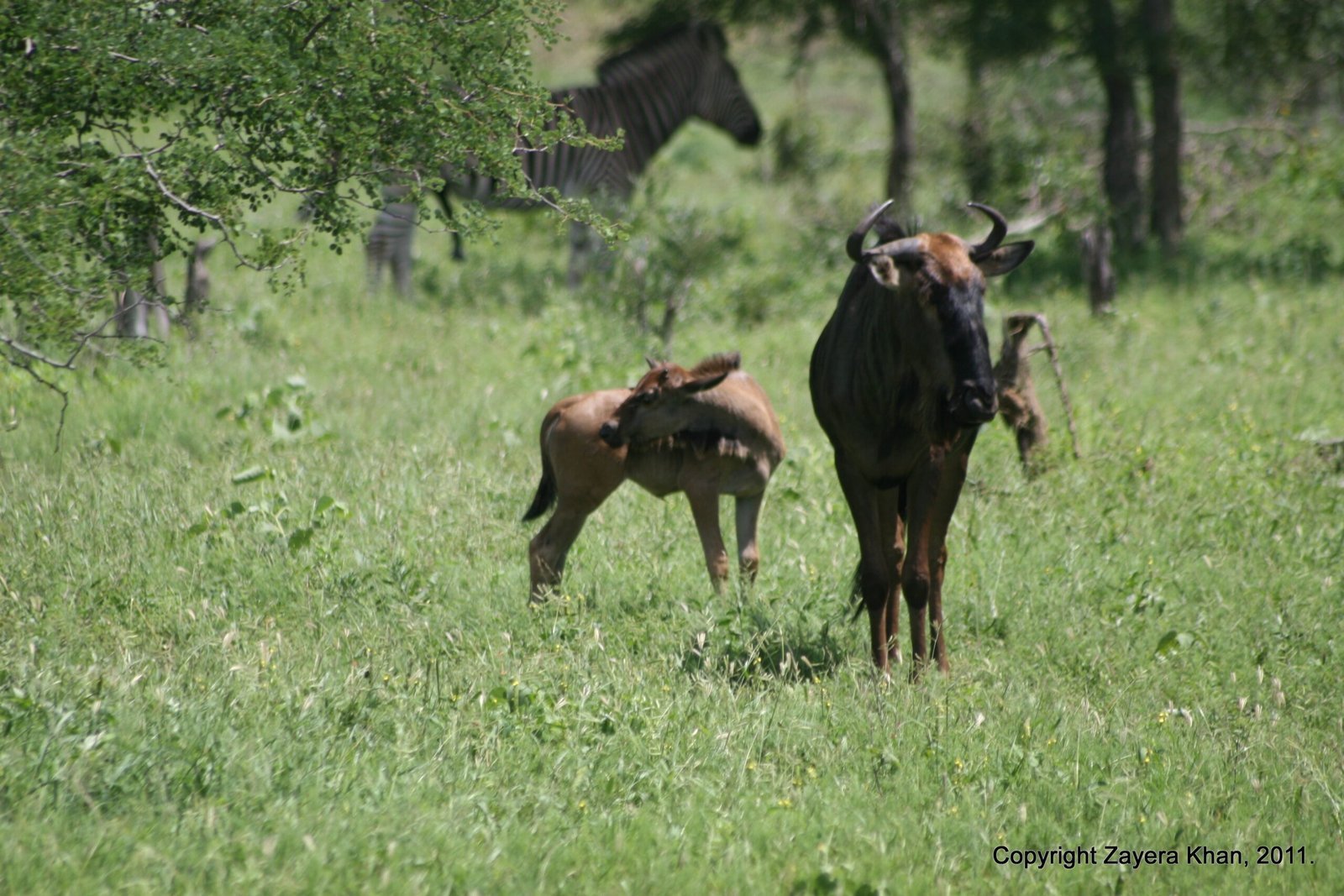 A wildebeest and its calf stand in green grass near Hoedspruit.