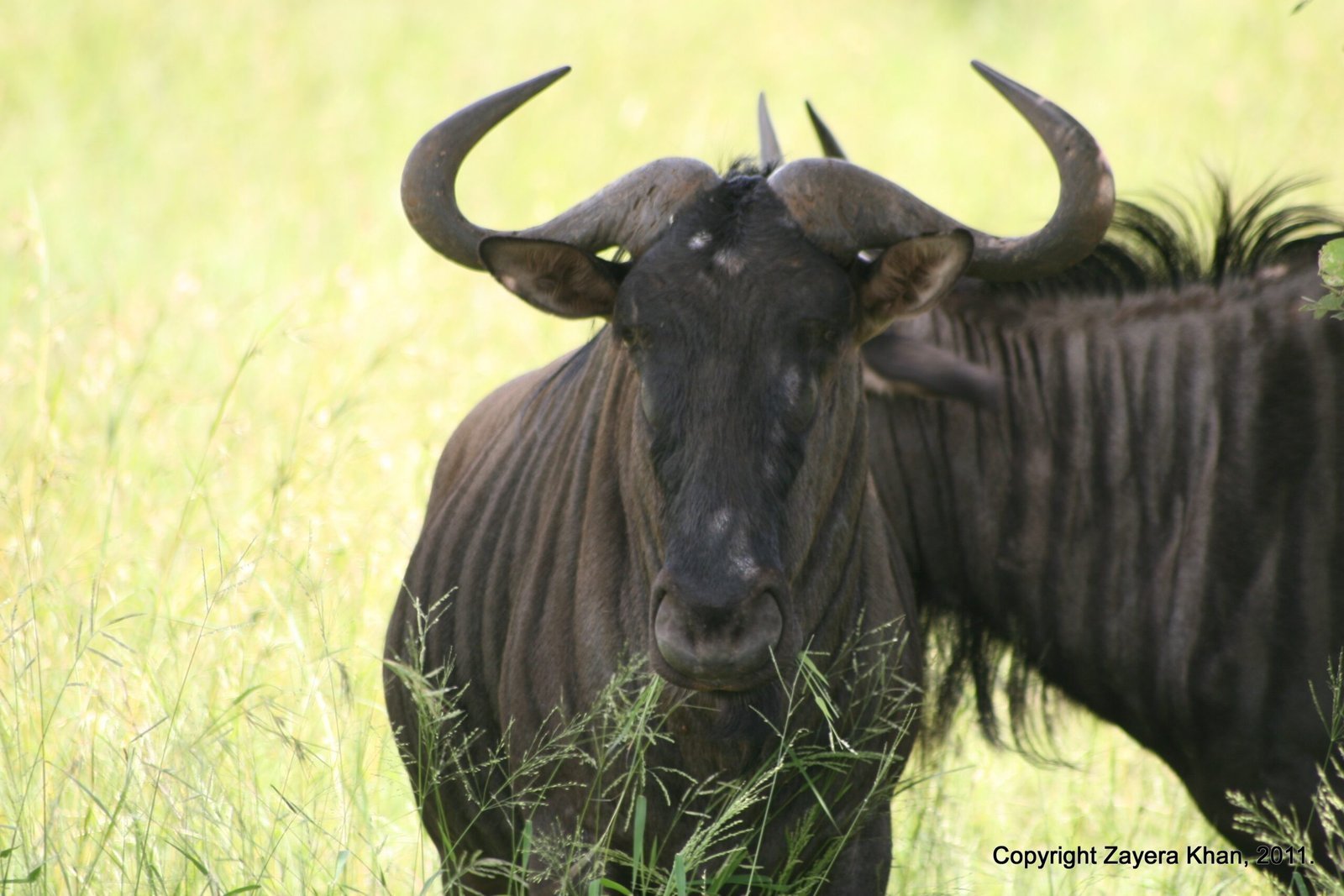 A blue wildebeest with curved horns looks out from green grass near Hoedspruit.