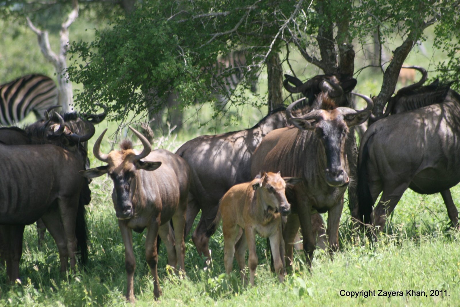 A herd of wildebeest with a calf stands in the shade near Hoedspruit.