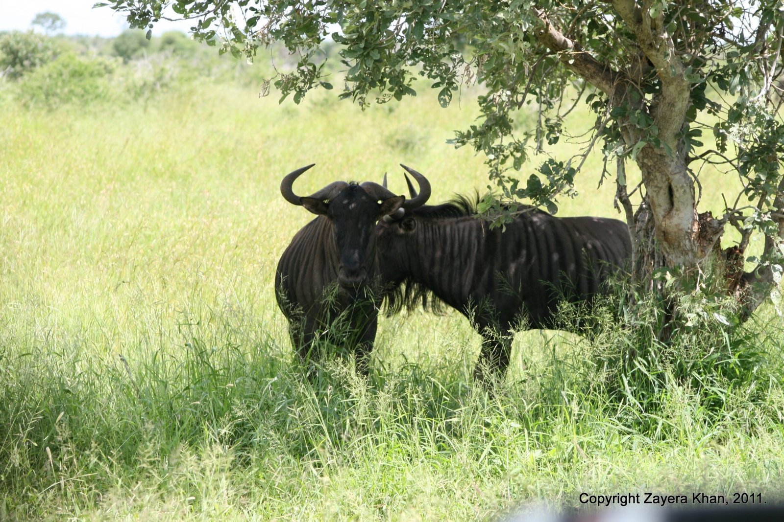 A blue wildebeest stands in the shade of a tree near Hoedspruit.