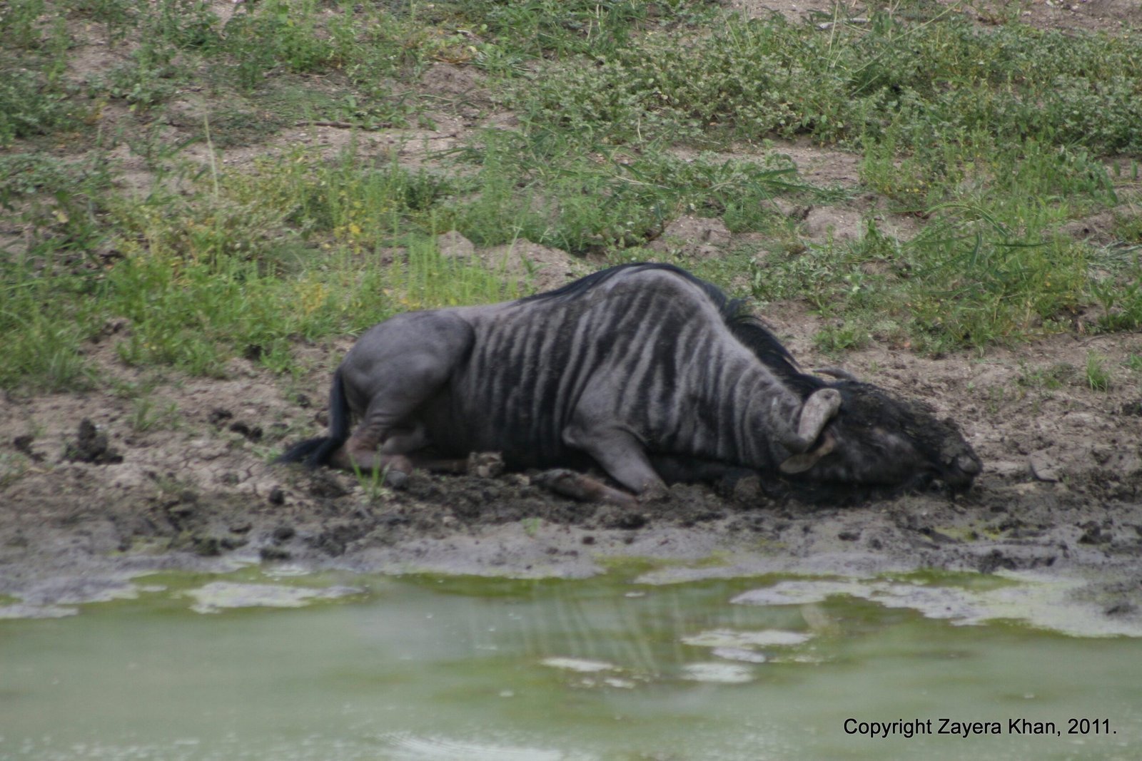 A wildebeest lies in the mud next to a green pool near Hoedspruit, South Africa.