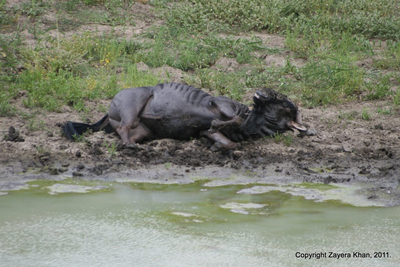 A wildebeest lies on its back in the mud by a waterhole near Hoedspruit.