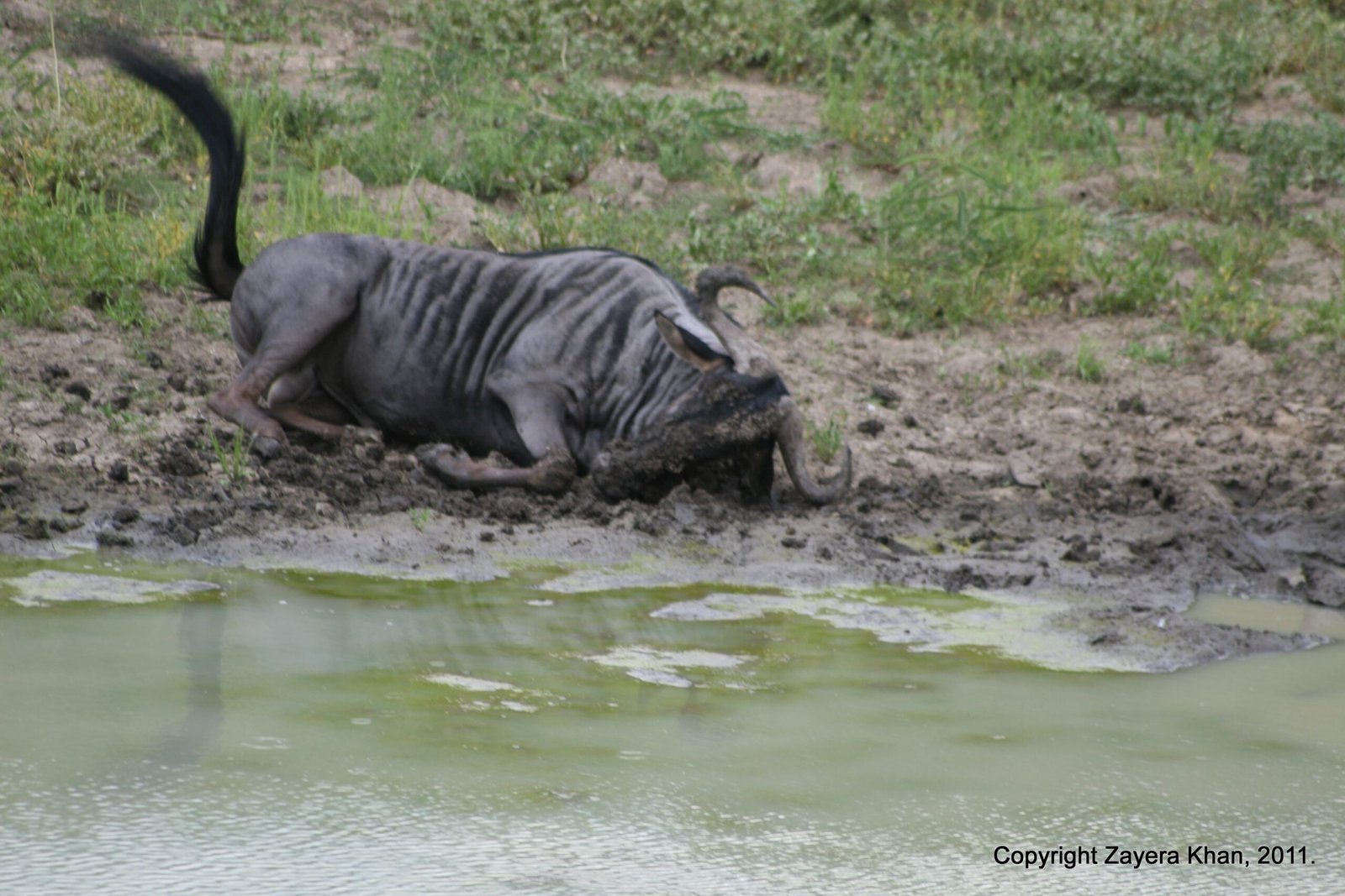 A blue wildebeest rolls in the mud at a waterhole near Hoedspruit, South Africa.