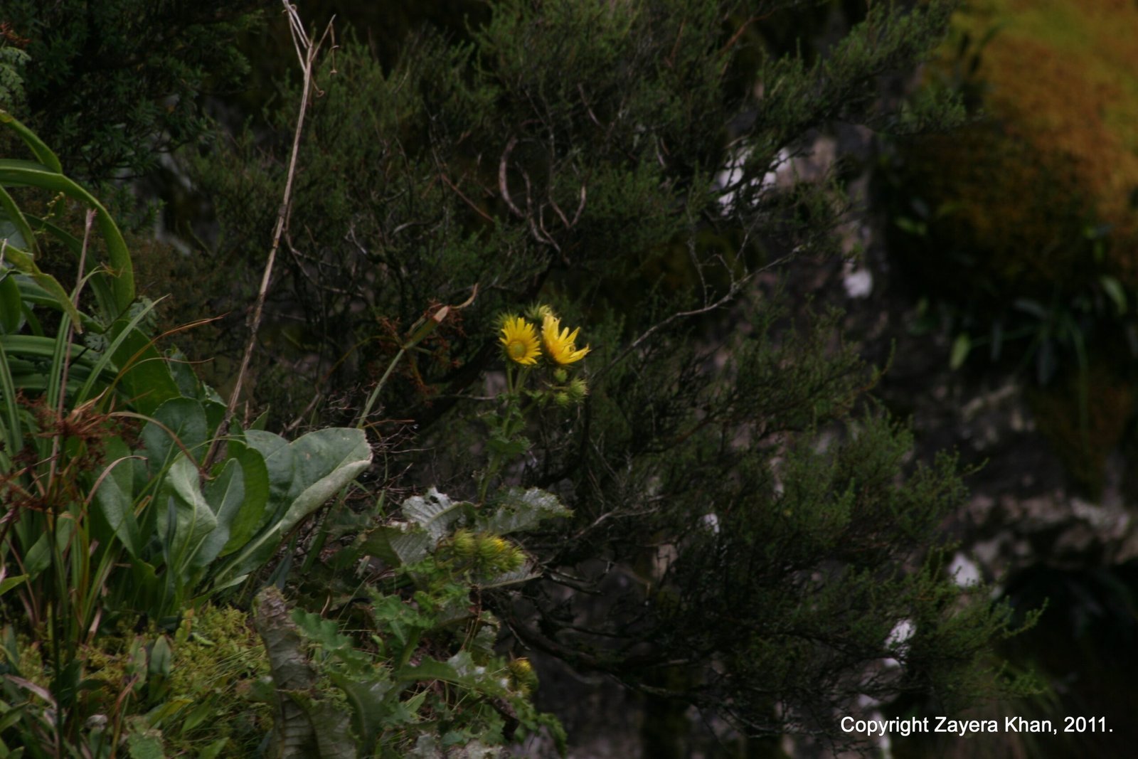 A small yellow flower grows among dark leaves in the bush near Hoedspruit.