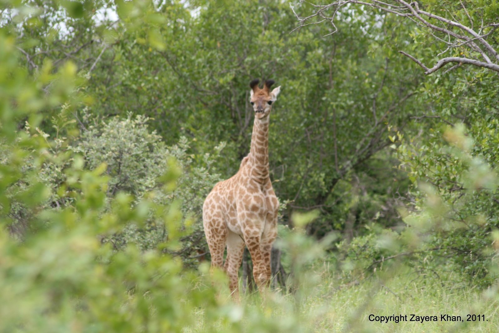 A young giraffe stands among green bushes near Hoedspruit, South Africa.