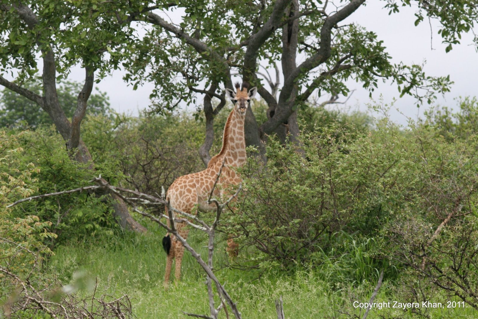 A young giraffe stands under trees in the bush near Hoedspruit.