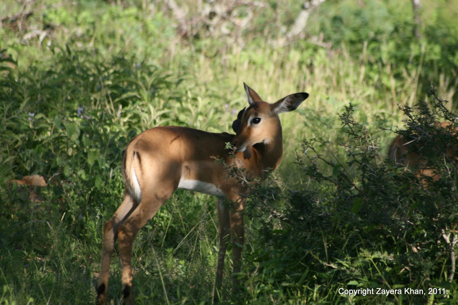 A young impala stands in the shade of green bushes near Hoedspruit.